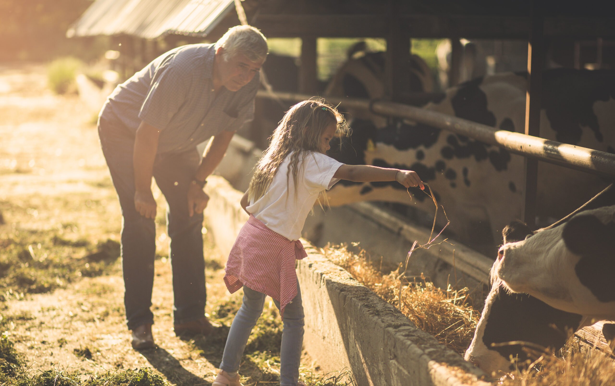 Give them food and they will thank you. Granddaughter and grandfather on the farm together. Close up. Copy space.